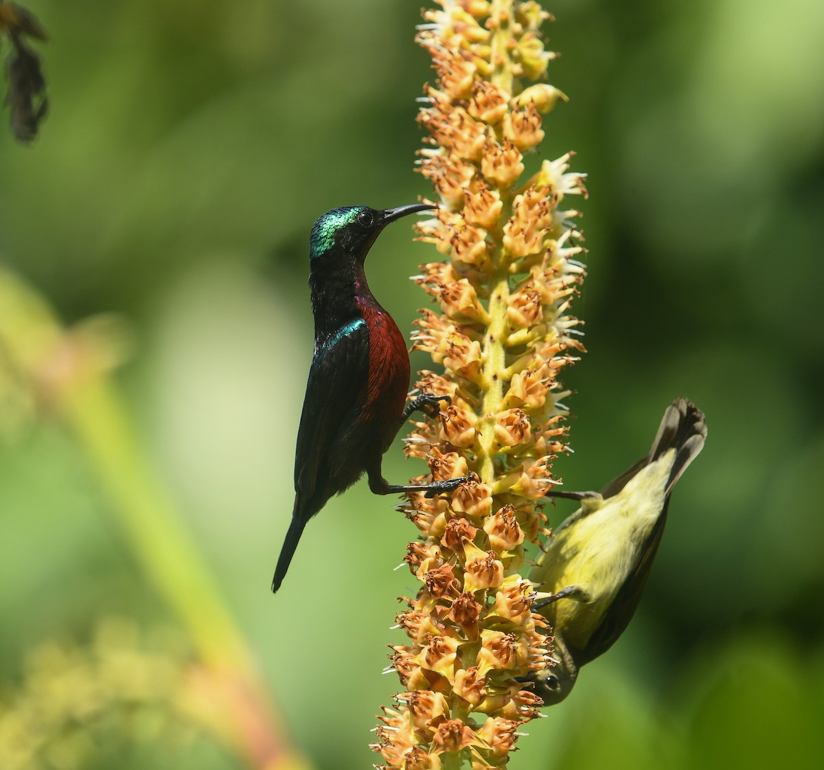 Van Hasselt's Sunbird - ML641736976