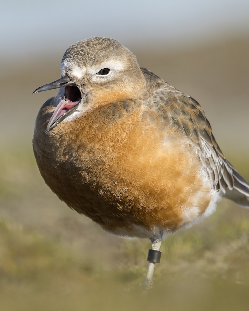 Red-breasted Dotterel (Southern) - ML641736977