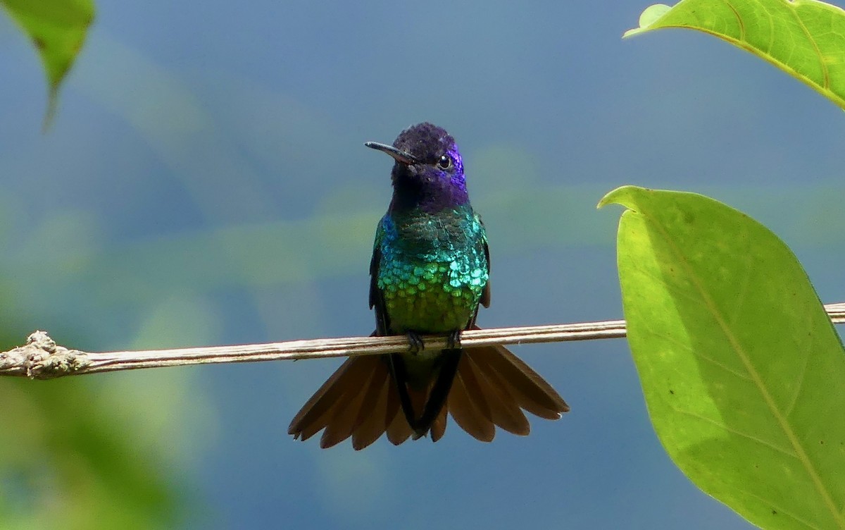 Golden-tailed Sapphire - ML641736982