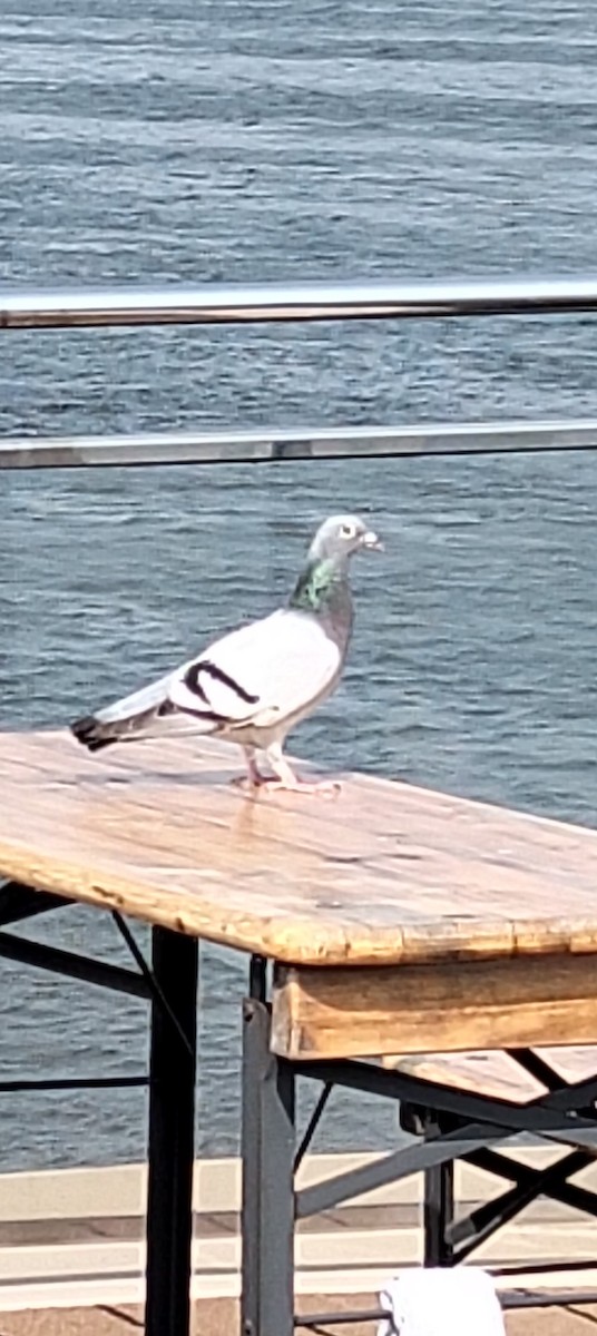 Rock Pigeon (Feral Pigeon) - ML641736987