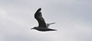 Yellow-legged Gull - ML641737002