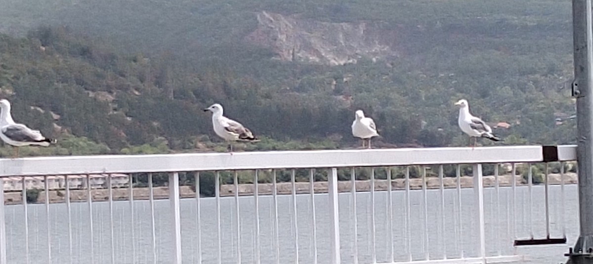 Yellow-legged Gull - ML641737003
