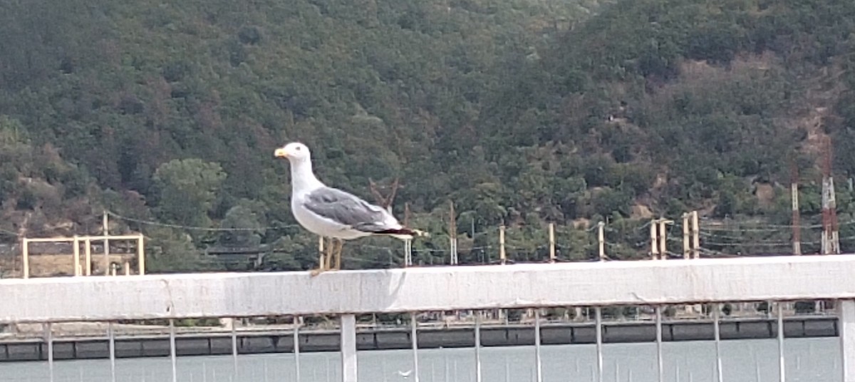 Yellow-legged Gull - ML641737004