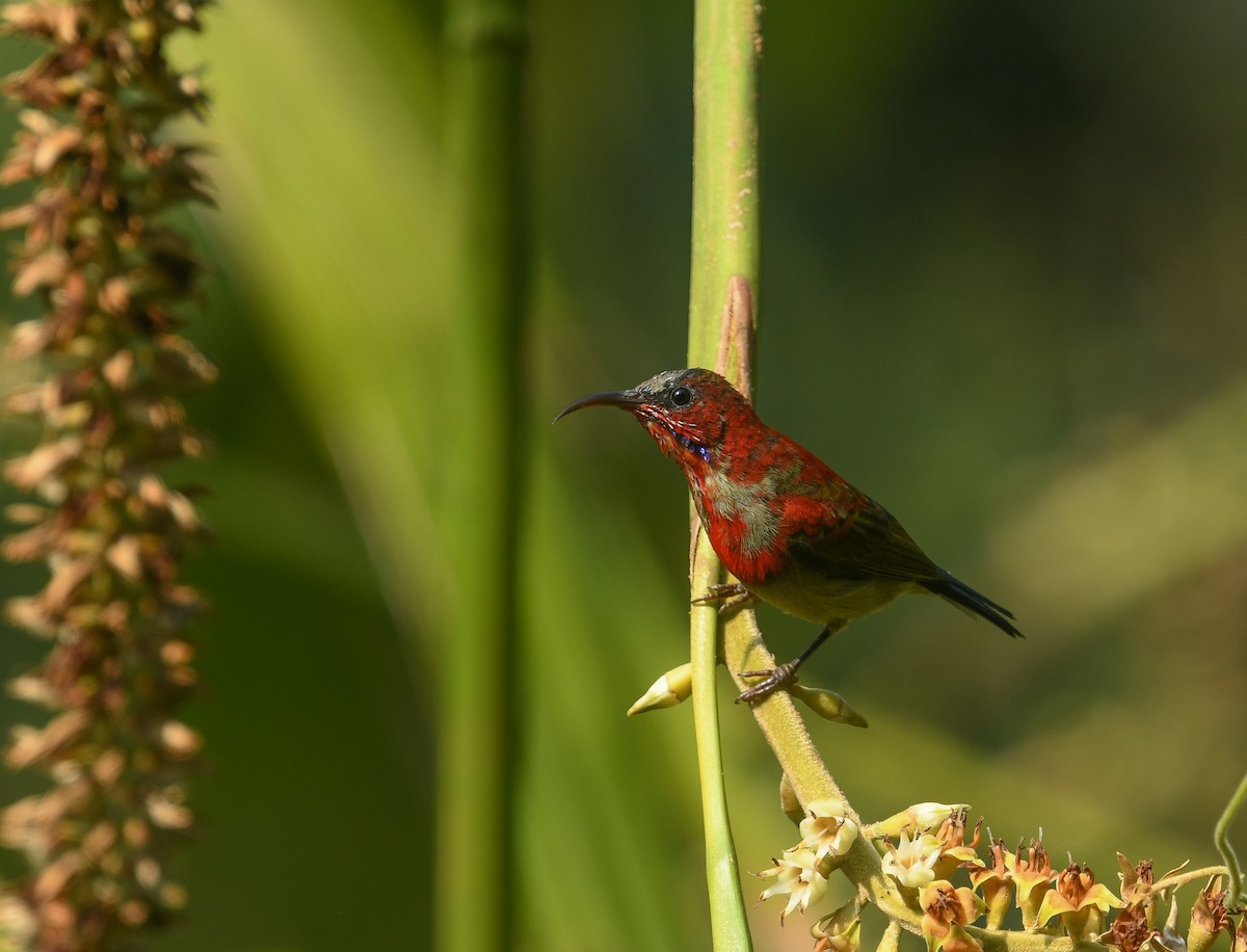 Karmesinnektarvogel - ML641737013
