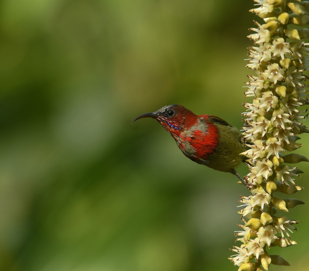 Karmesinnektarvogel - ML641737015