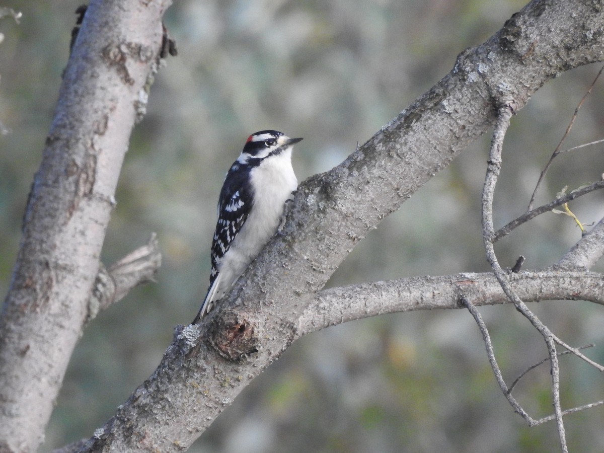 Downy Woodpecker - ML641737020