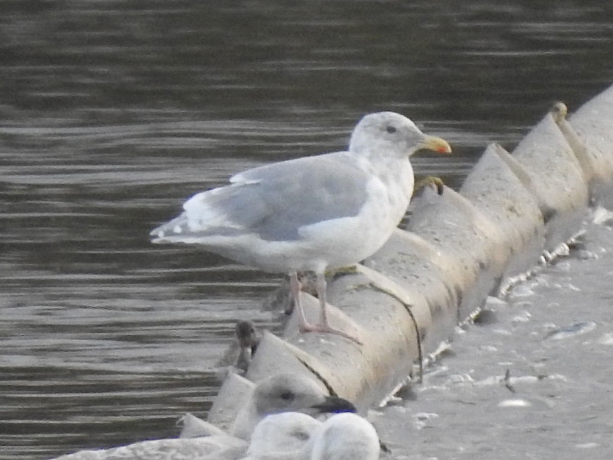 Glaucous-winged Gull - ML641737021