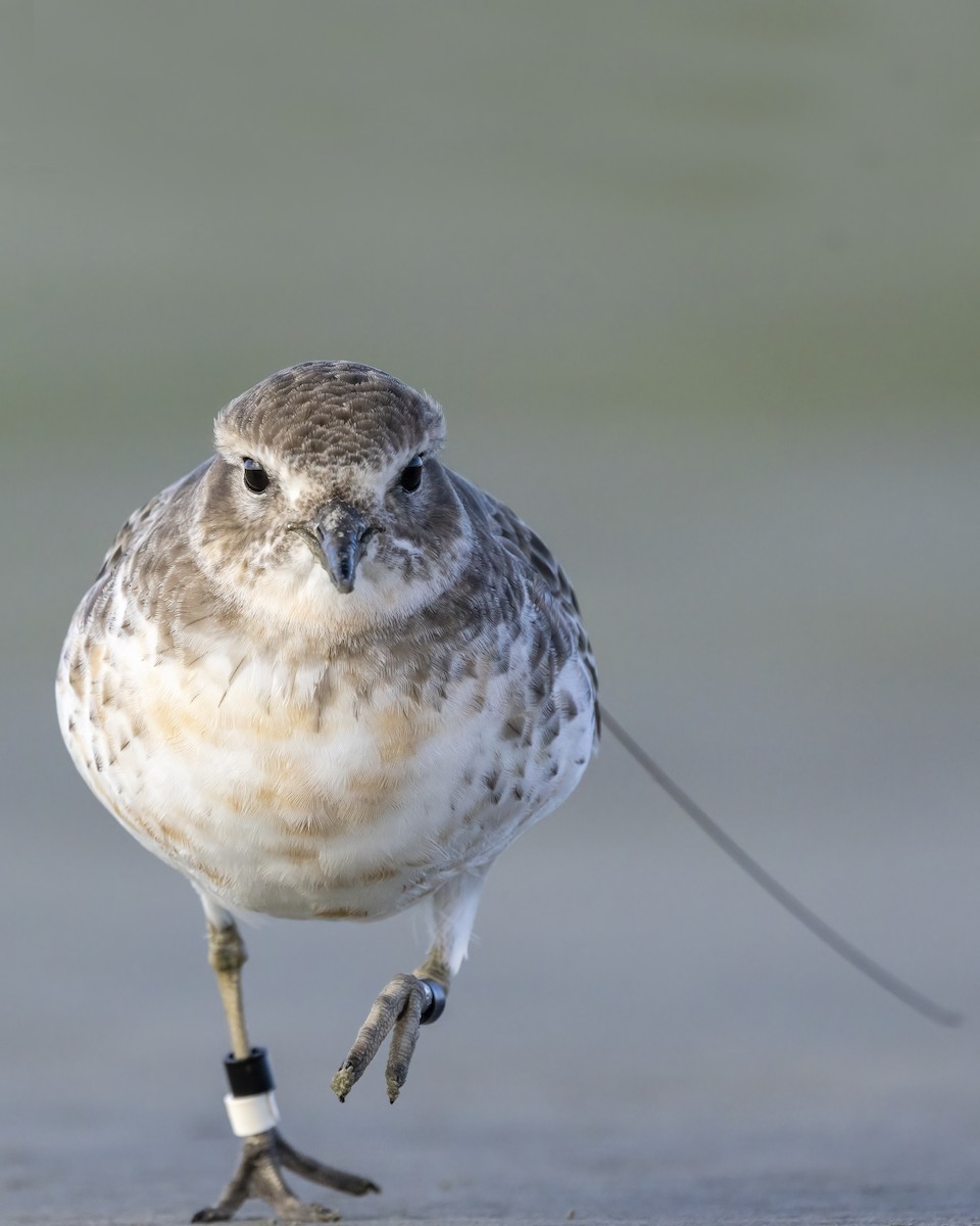 Red-breasted Dotterel (Southern) - ML641737023