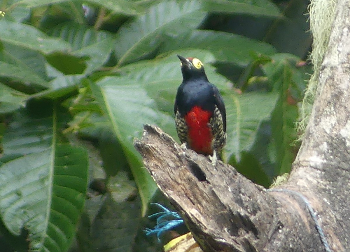 Yellow-tufted Woodpecker - ML641737024