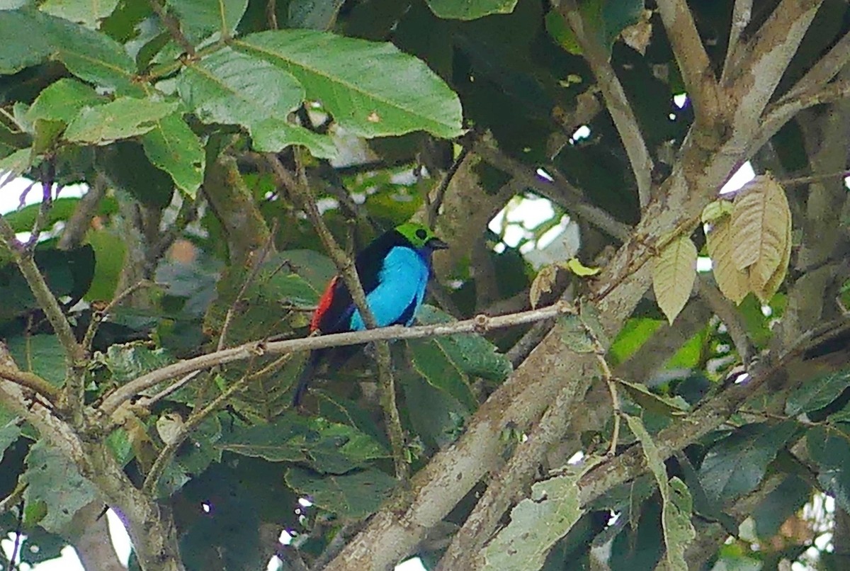 Paradise Tanager - ML641737048