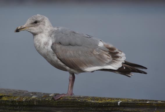 Western x Glaucous-winged Gull (hybrid) - ML641737062