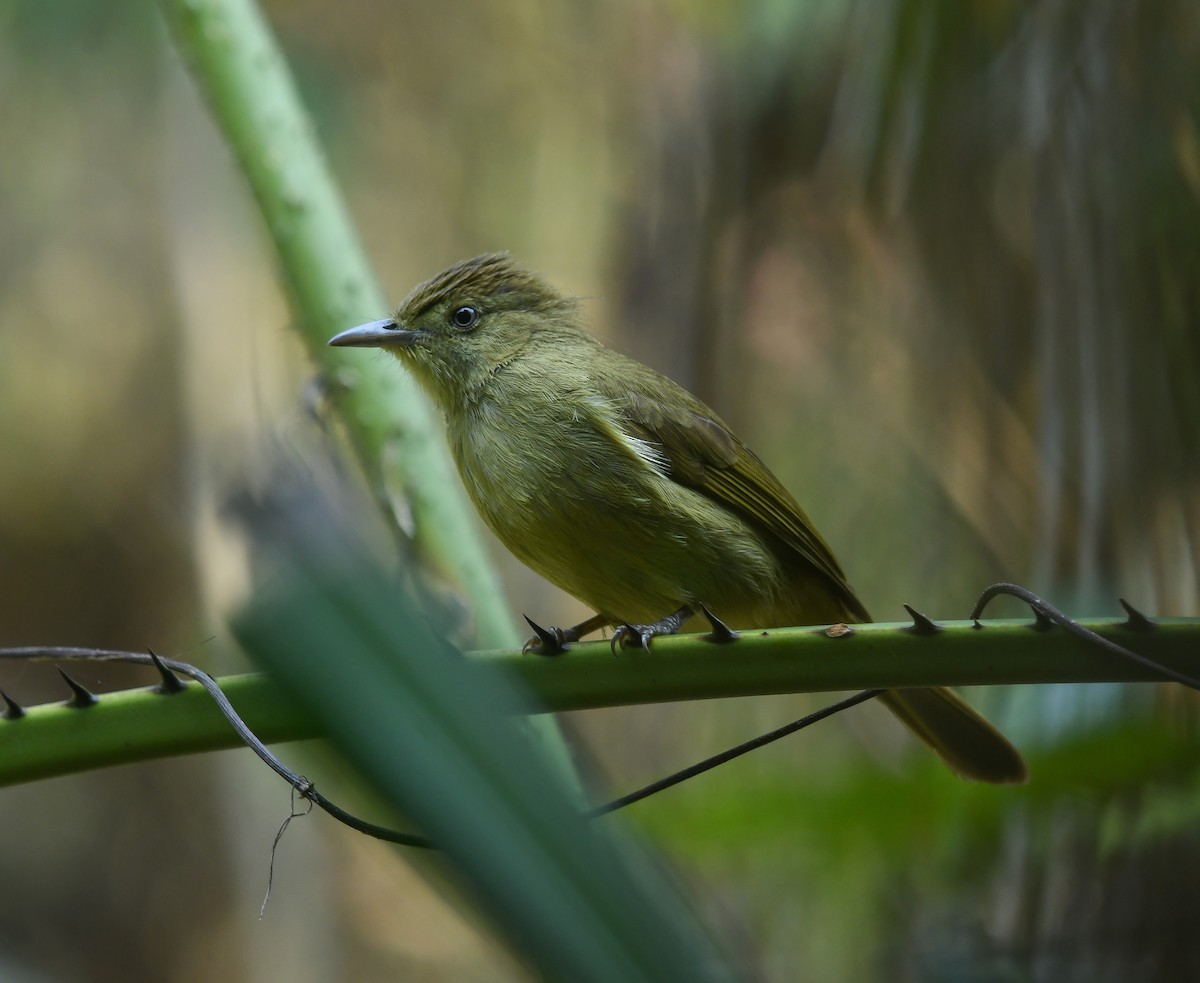 Cachar Bulbul - ML641737063