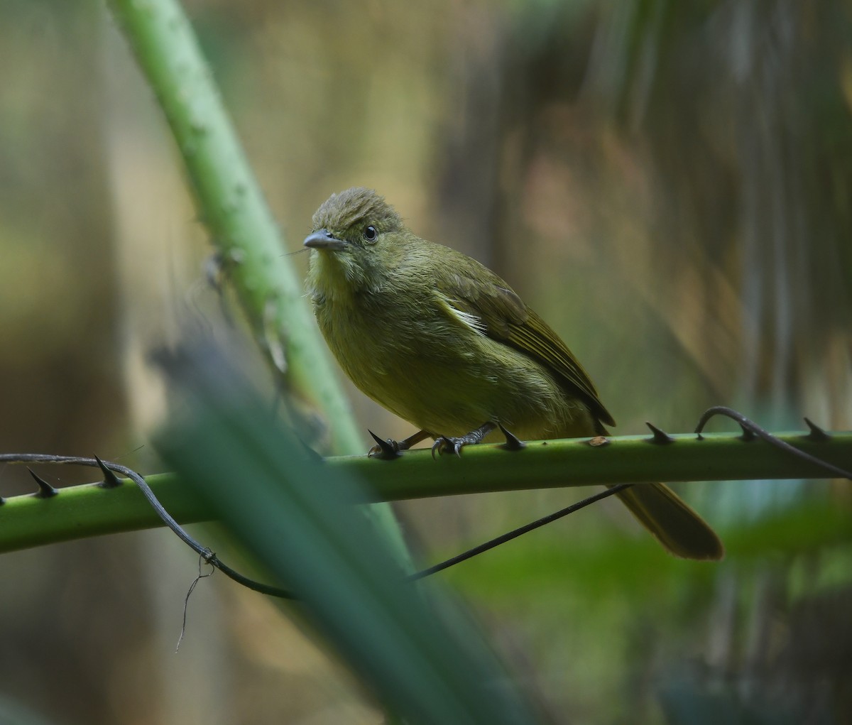 Cachar Bulbul - ML641737064