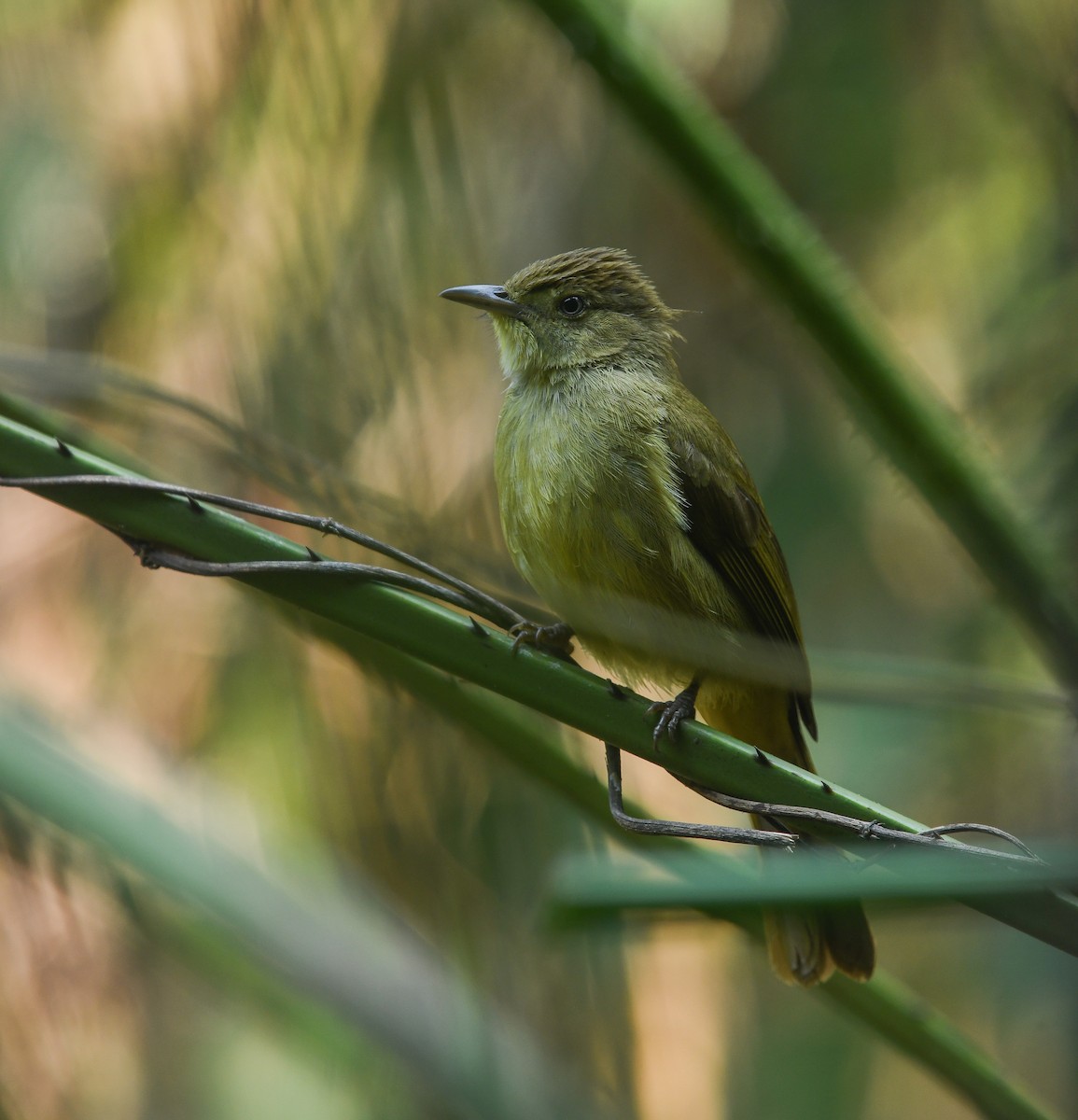 Cachar Bulbul - ML641737065