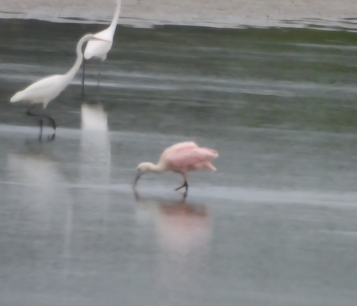 Roseate Spoonbill - ML641737066