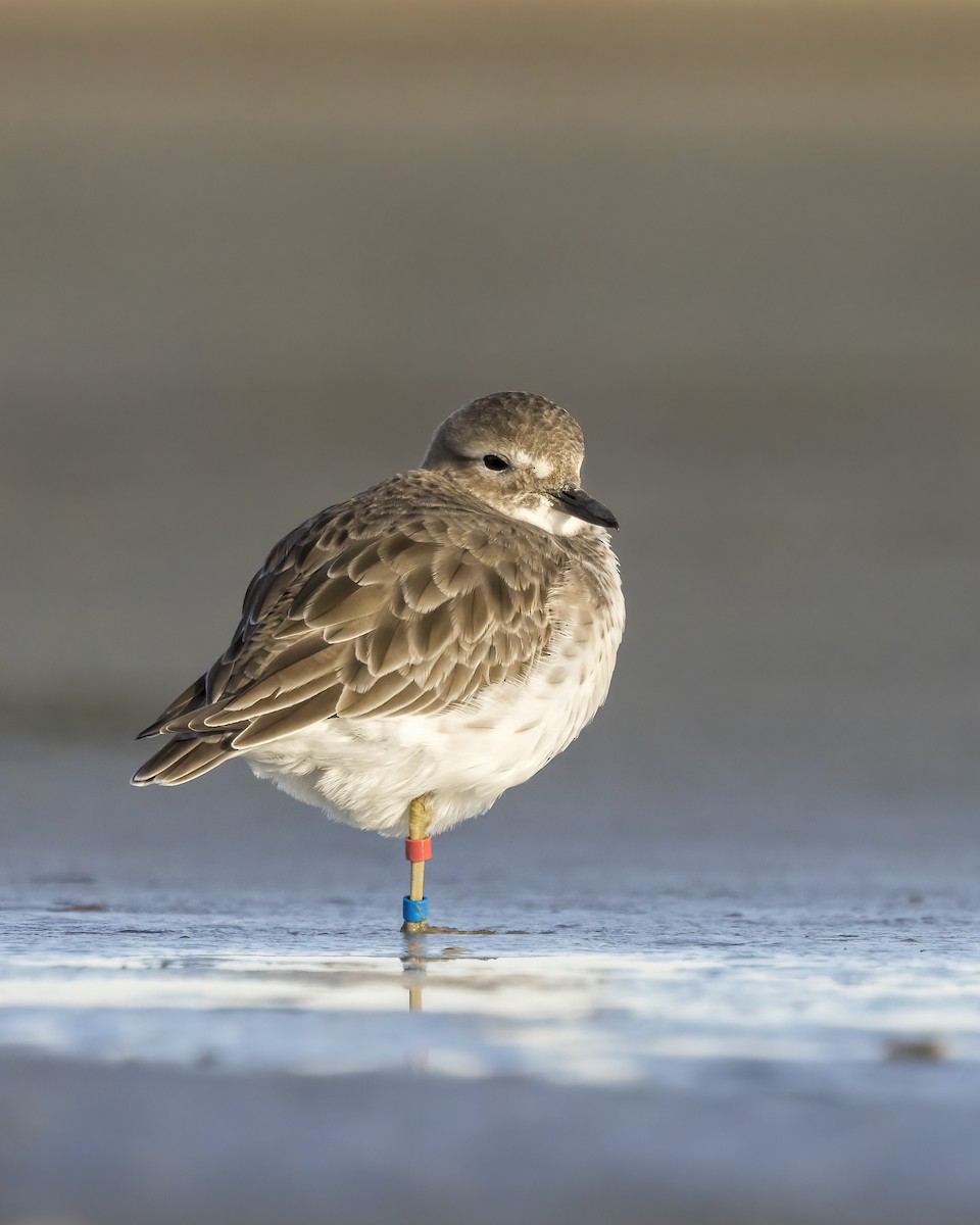 Red-breasted Dotterel (Southern) - ML641737090