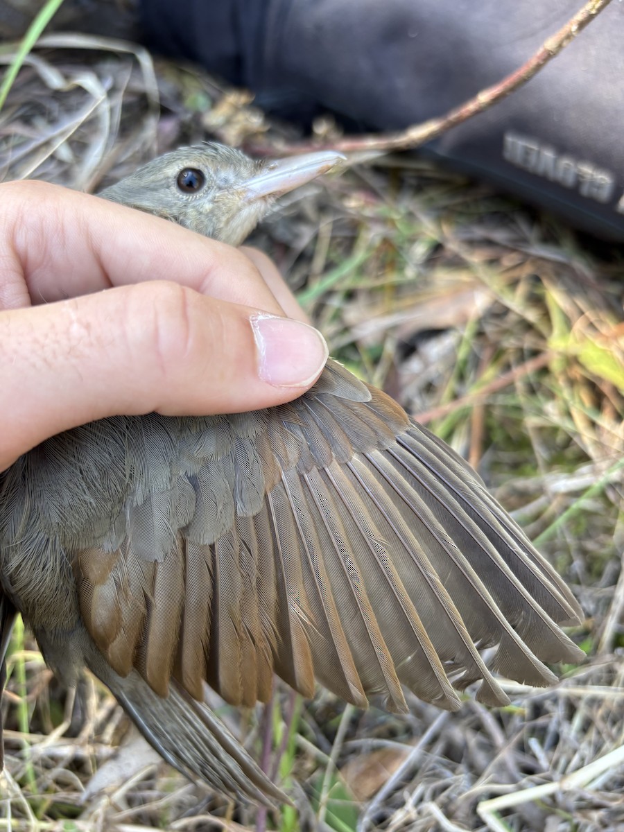 Rufous Shrikethrush - ML641737096