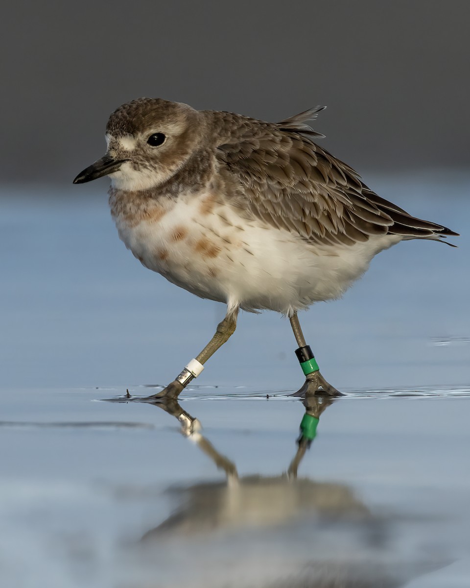 Red-breasted Dotterel (Southern) - ML641737140