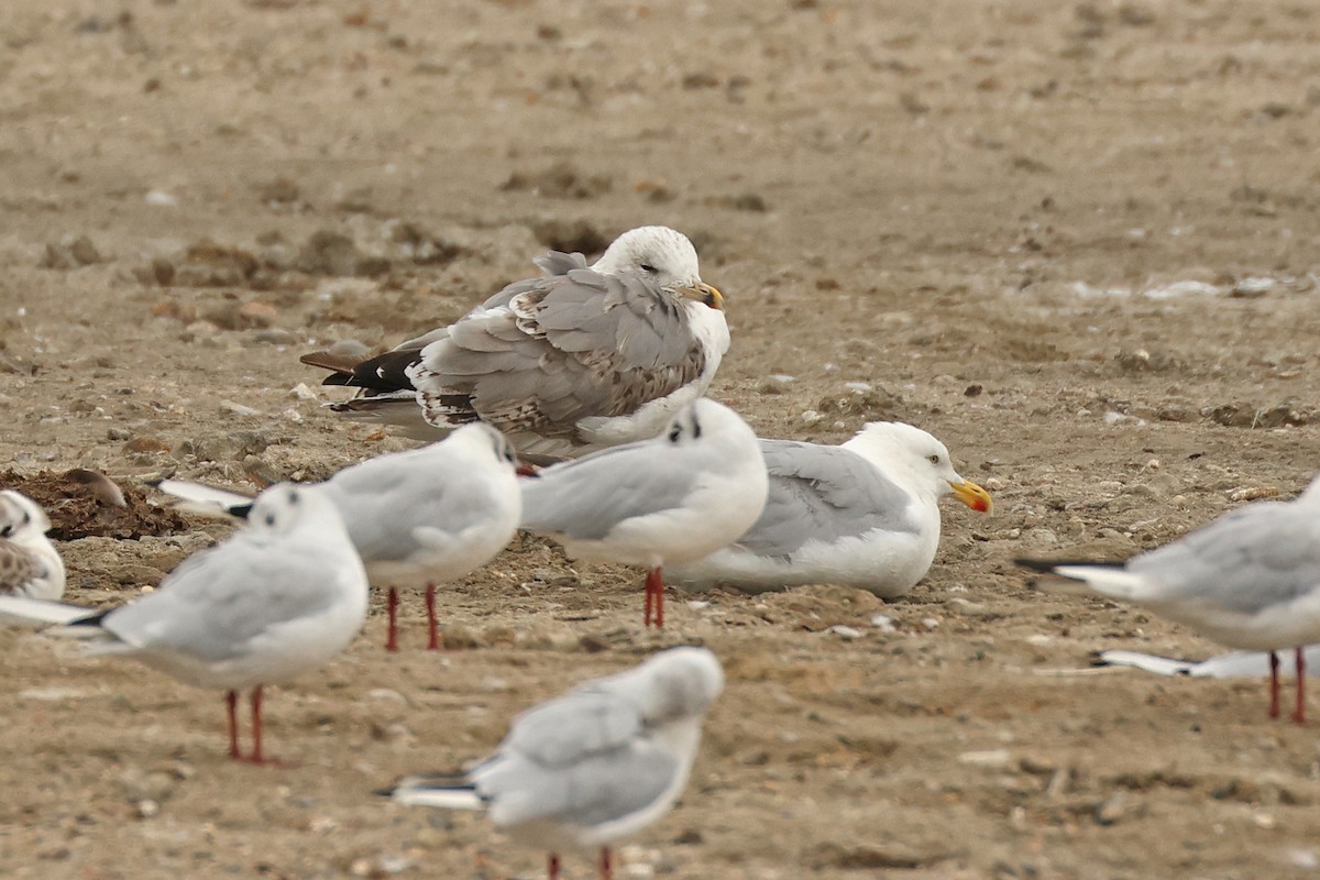 European Herring x Lesser Black-backed Gull (hybrid) - ML641737155