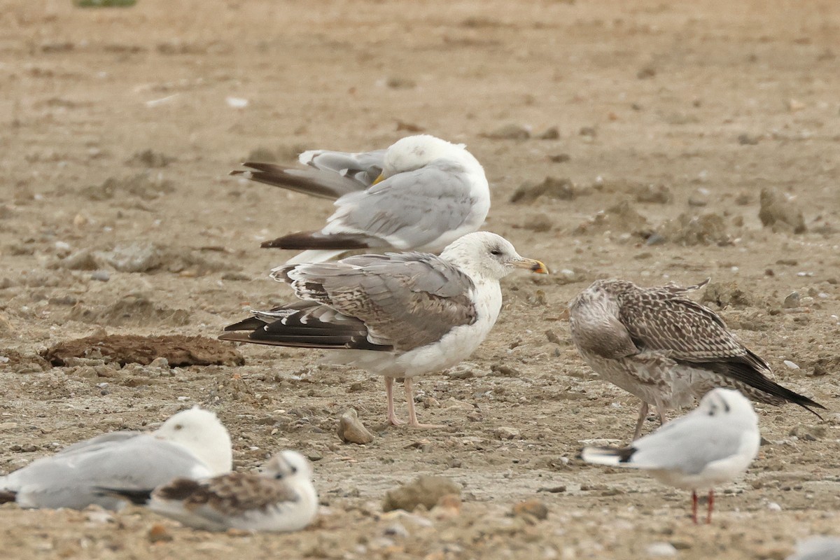 European Herring x Lesser Black-backed Gull (hybrid) - ML641737156