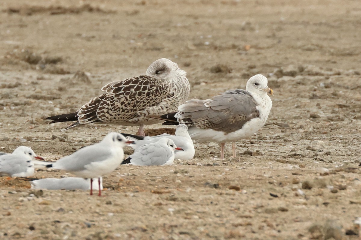European Herring x Lesser Black-backed Gull (hybrid) - ML641737157