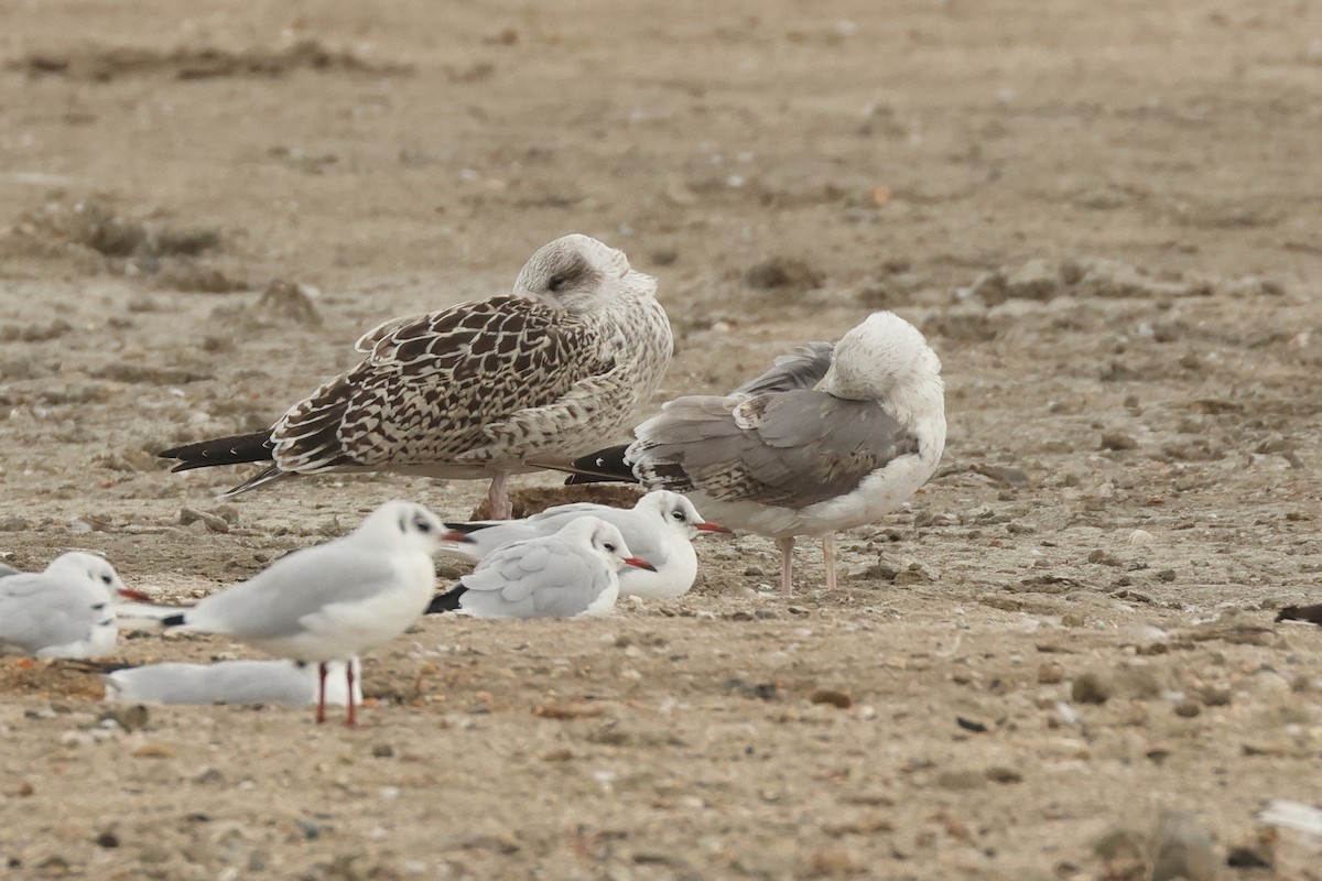 European Herring x Lesser Black-backed Gull (hybrid) - ML641737158