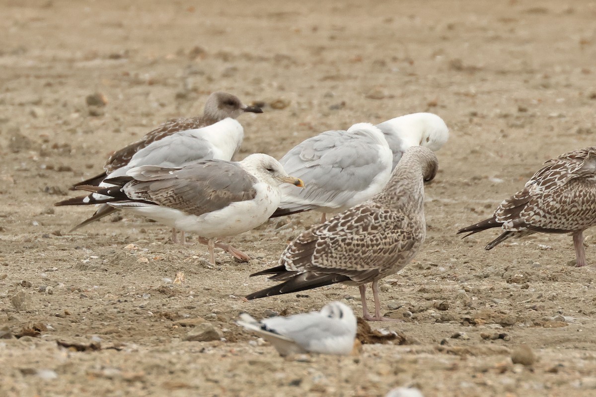 European Herring x Lesser Black-backed Gull (hybrid) - ML641737160