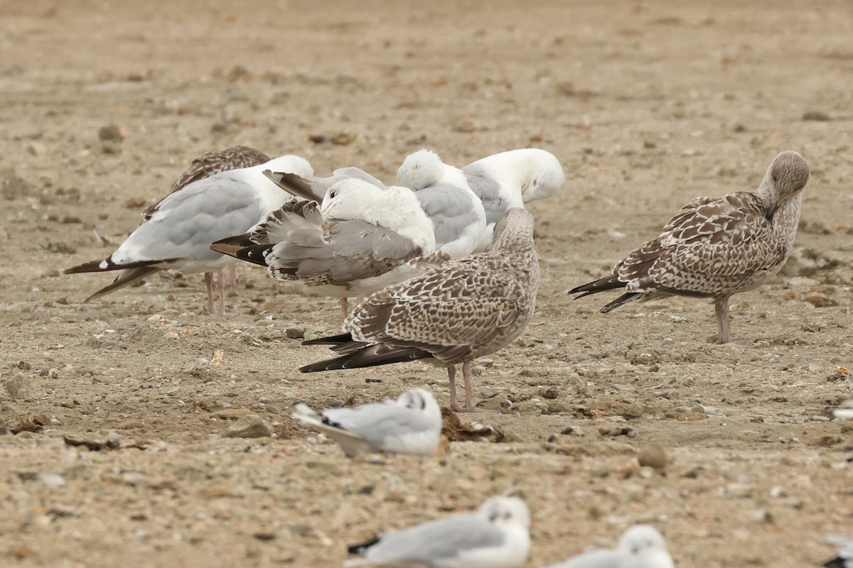 European Herring x Lesser Black-backed Gull (hybrid) - ML641737161