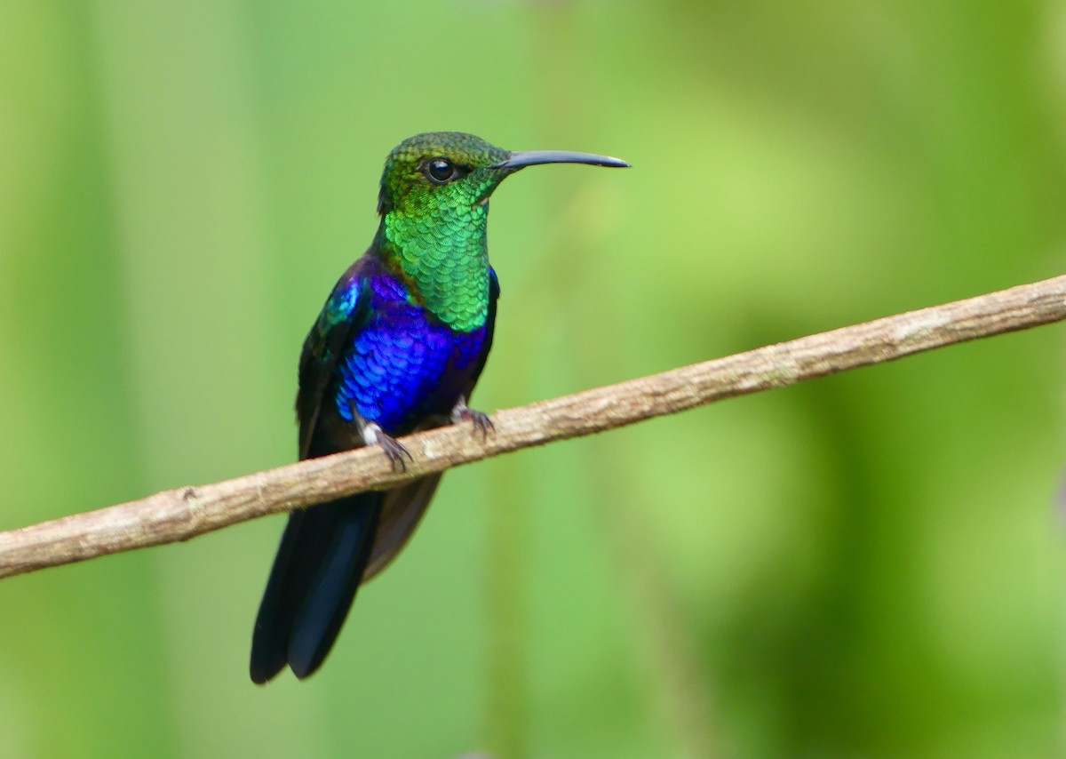 Fork-tailed Woodnymph - ML641737170