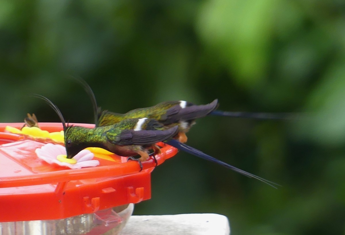 Wire-crested Thorntail - ML641737213