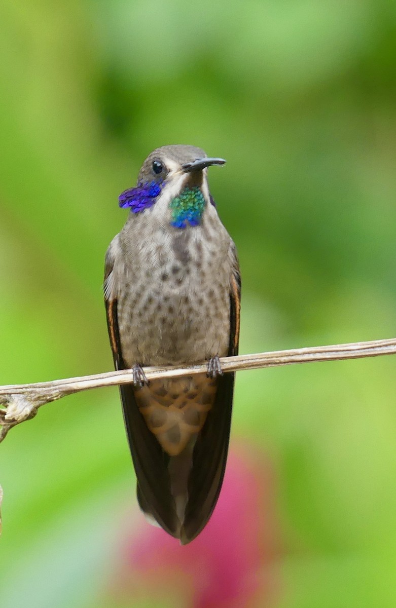 Brown Violetear - ML641737227