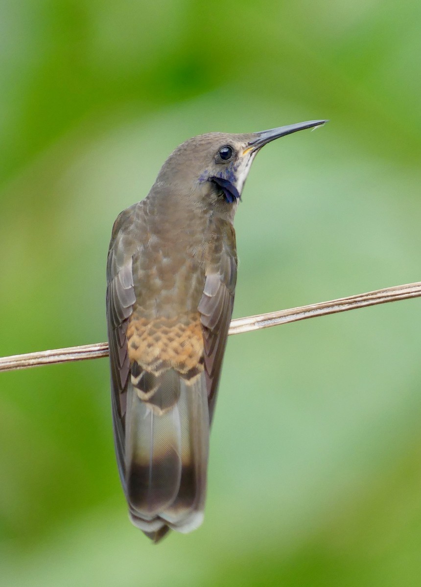 Brown Violetear - ML641737229