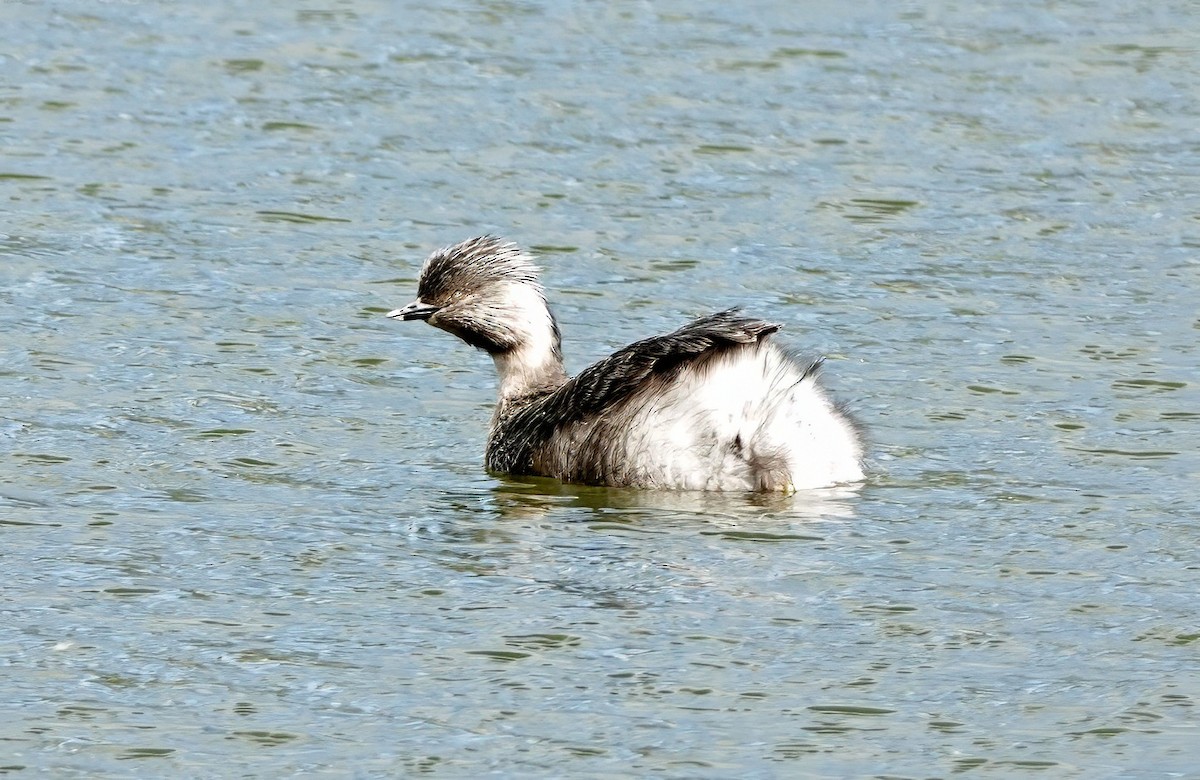 Hoary-headed Grebe - ML641737235