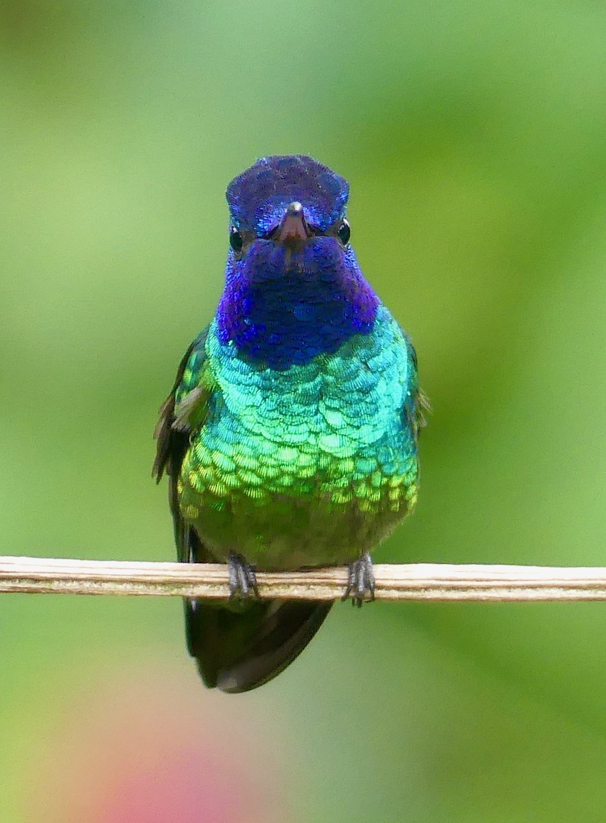 Golden-tailed Sapphire - ML641737239