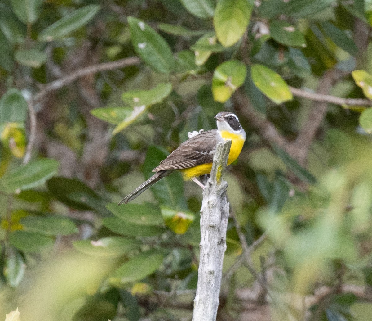 Cabanis's Bunting - ML641737243
