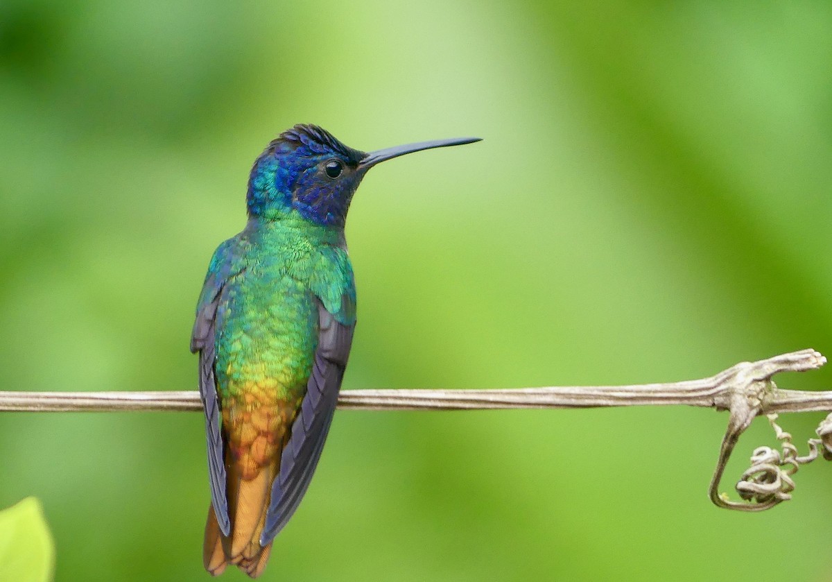 Golden-tailed Sapphire - ML641737246