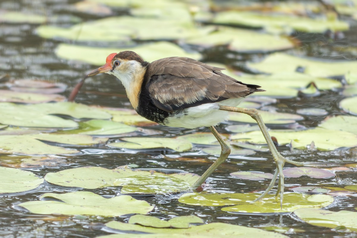 Comb-crested Jacana - ML641737262