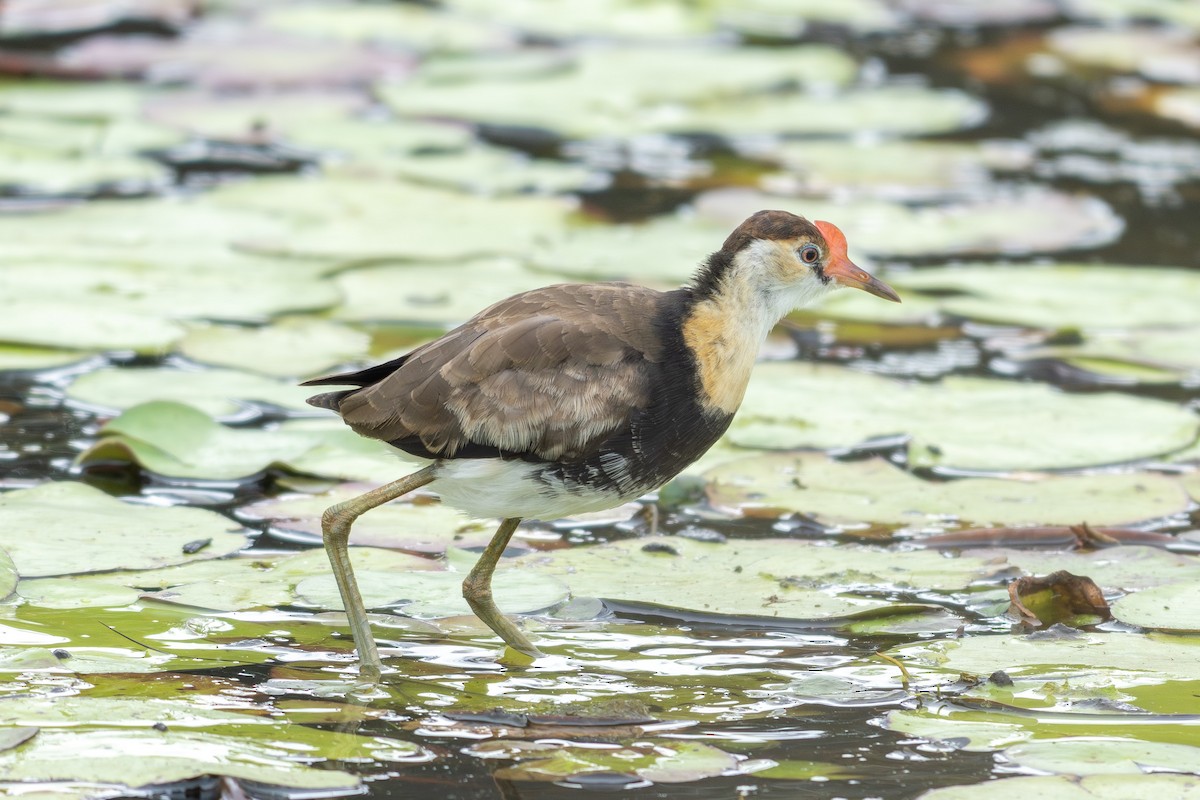 Comb-crested Jacana - ML641737263