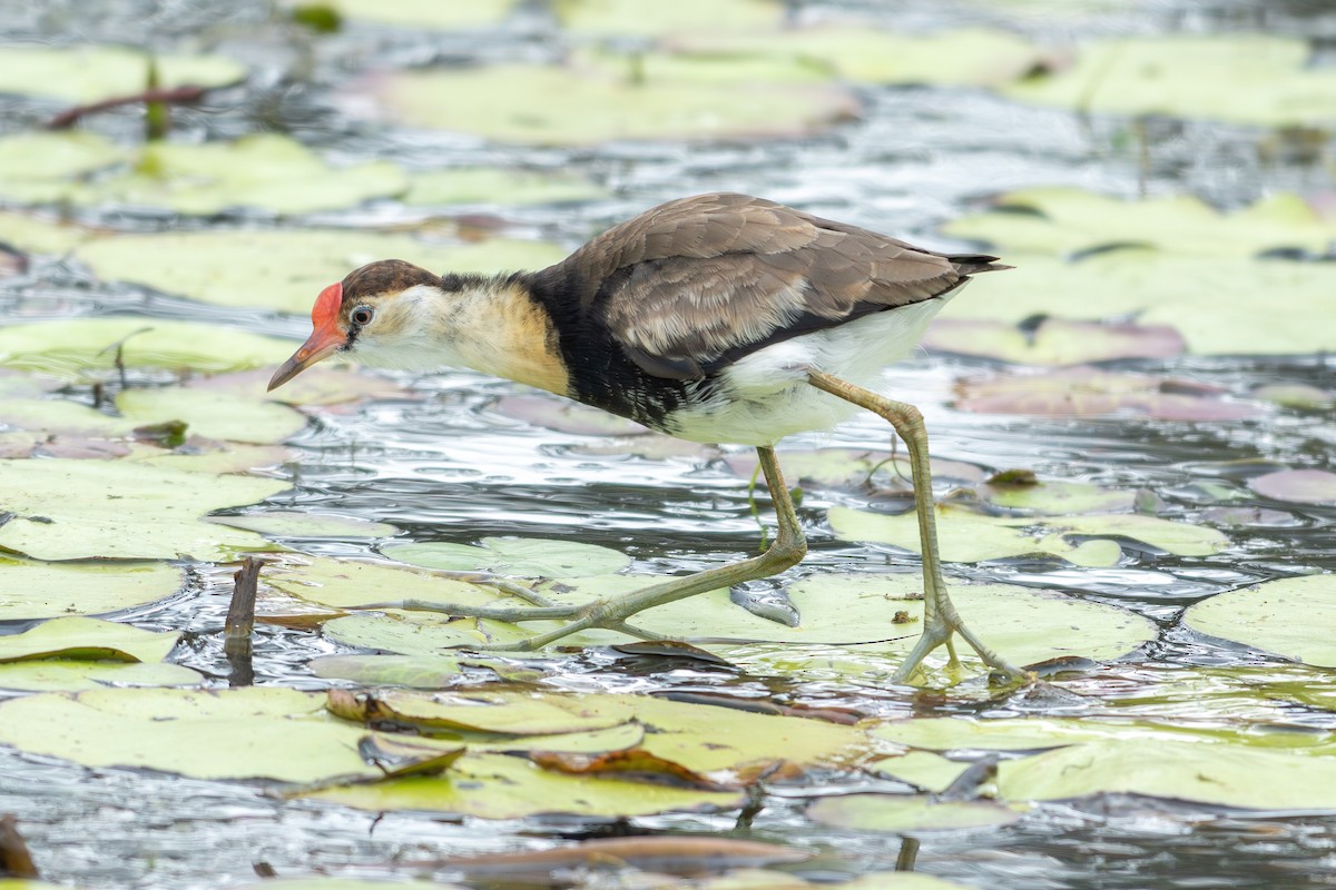 Comb-crested Jacana - ML641737264