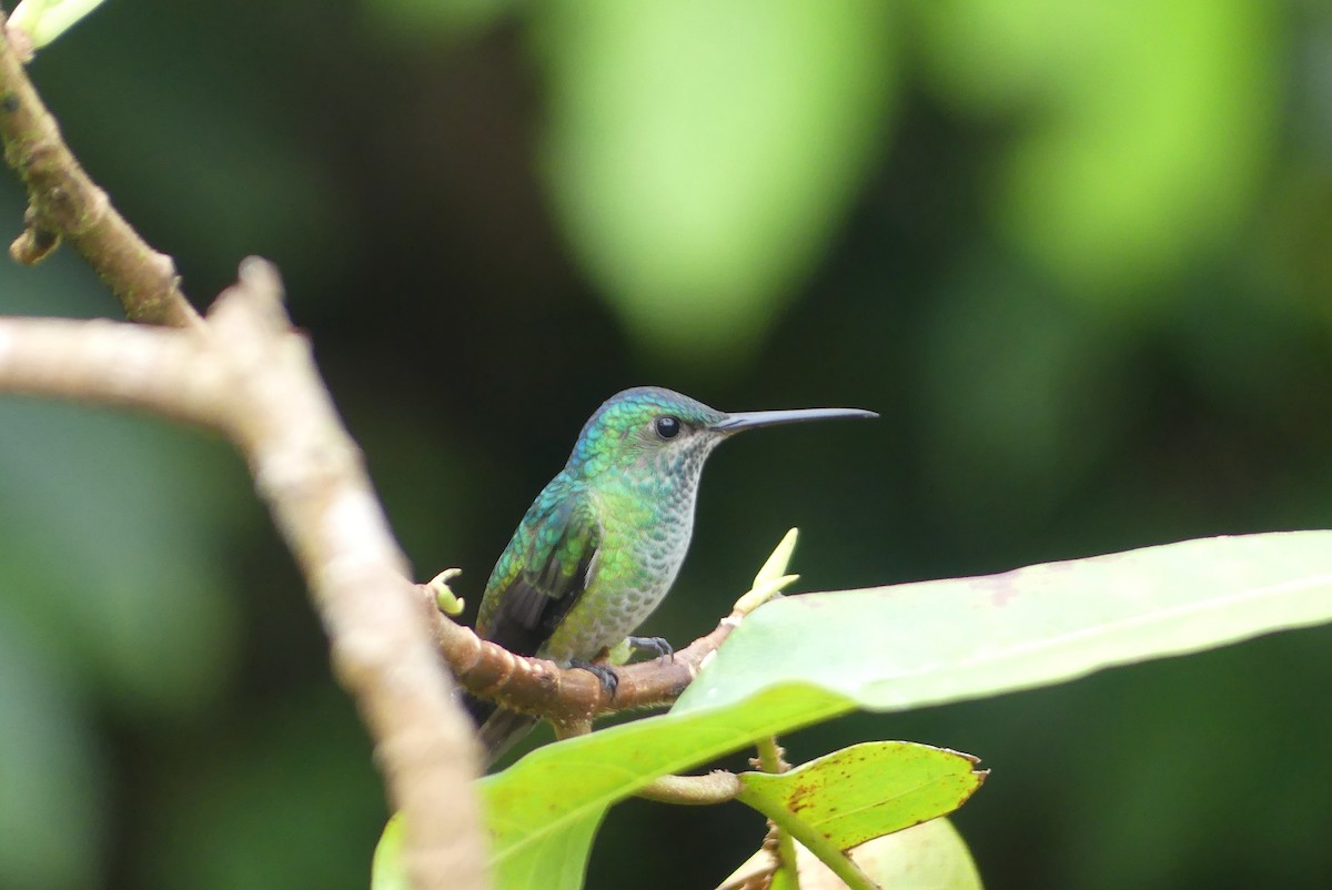 Peruvian Racket-tail - ML641737302