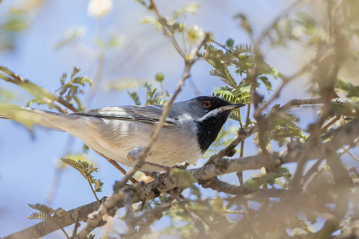 Rüppell's Warbler - ML641737332