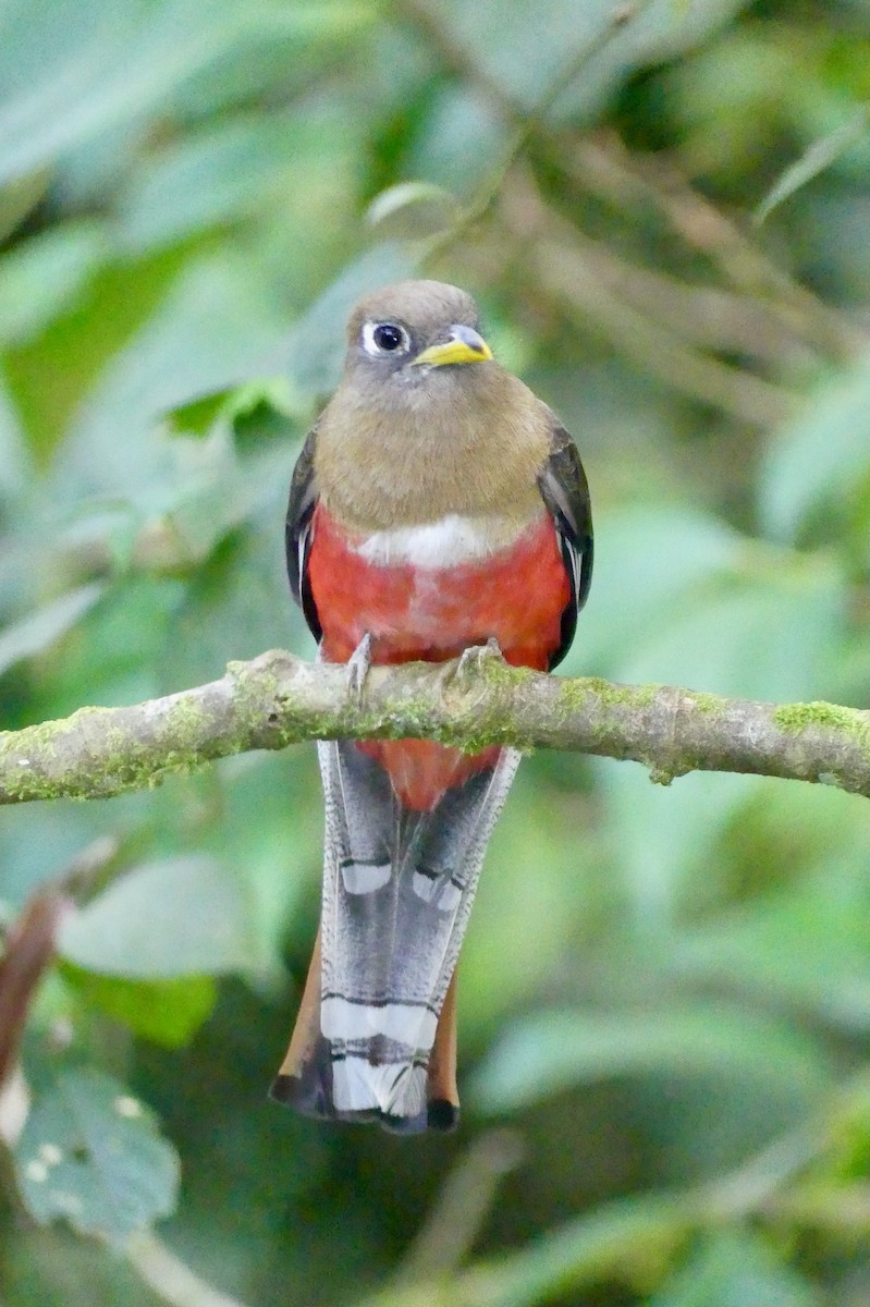 Trogon rosalba - ML641737359