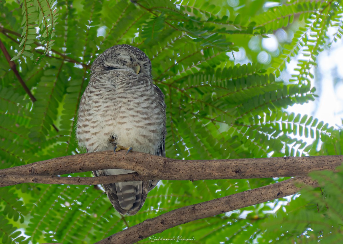 Spotted Owlet - ML641737389