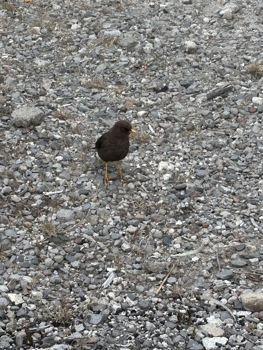 Sooty Thrush - ML641737408