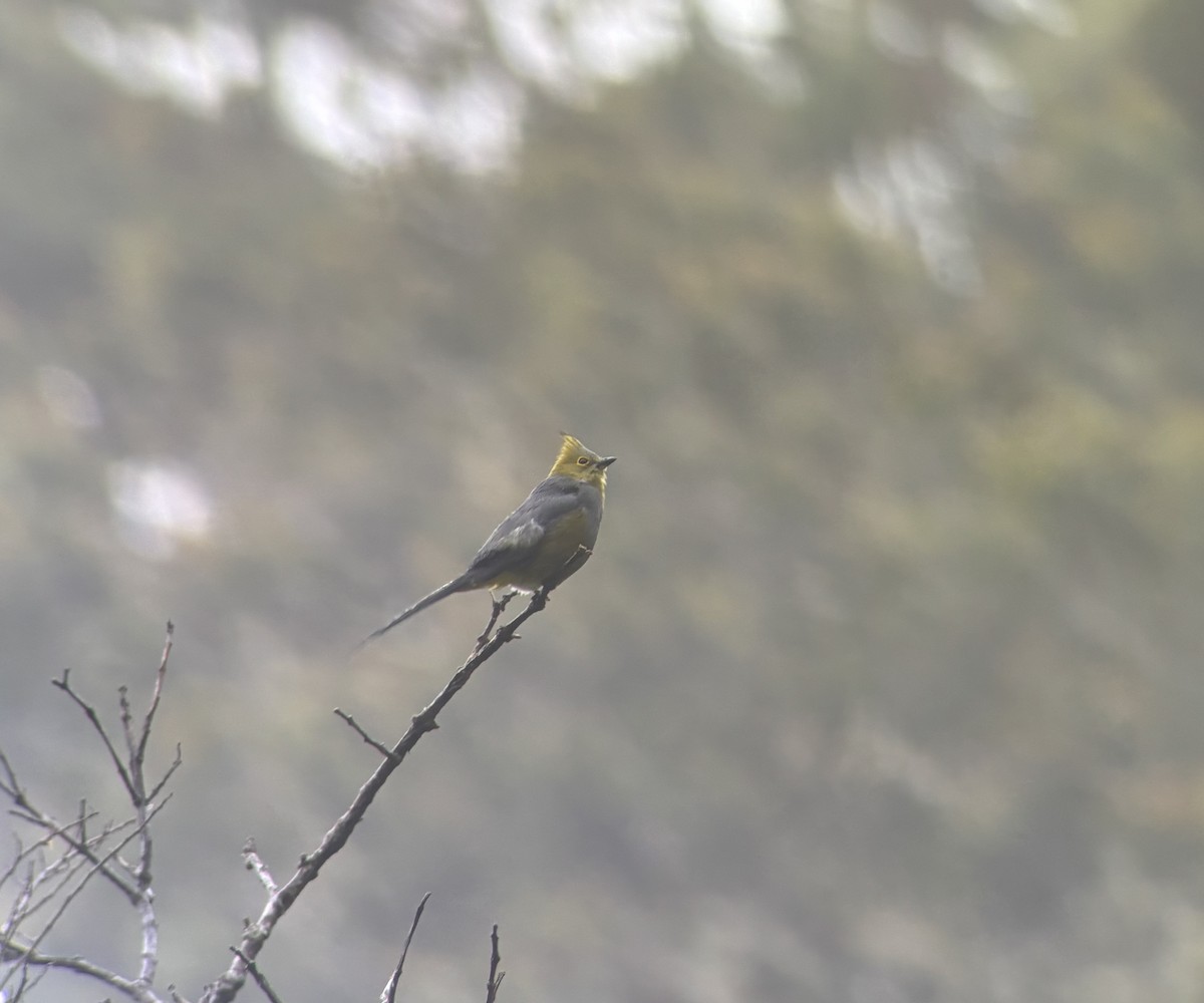 Long-tailed Silky-flycatcher - ML641737422