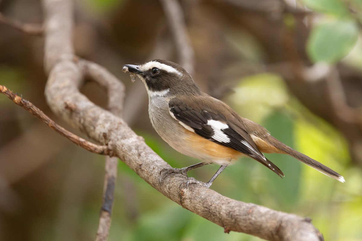 Buff-sided Robin - ML641737425