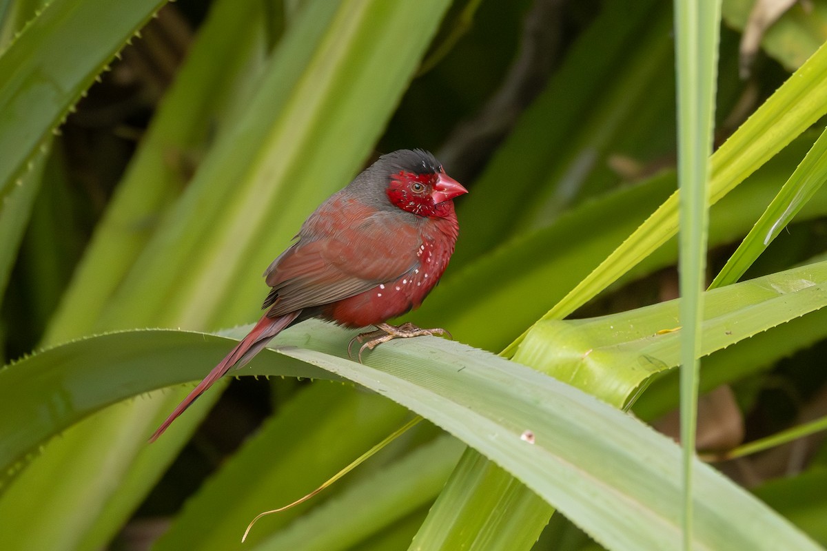 Crimson Finch (Black-bellied) - ML641737429