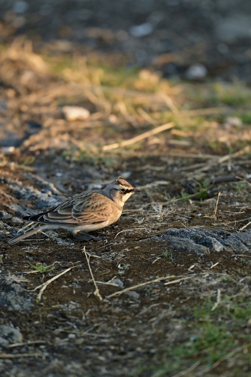 Horned Lark - ML641737446