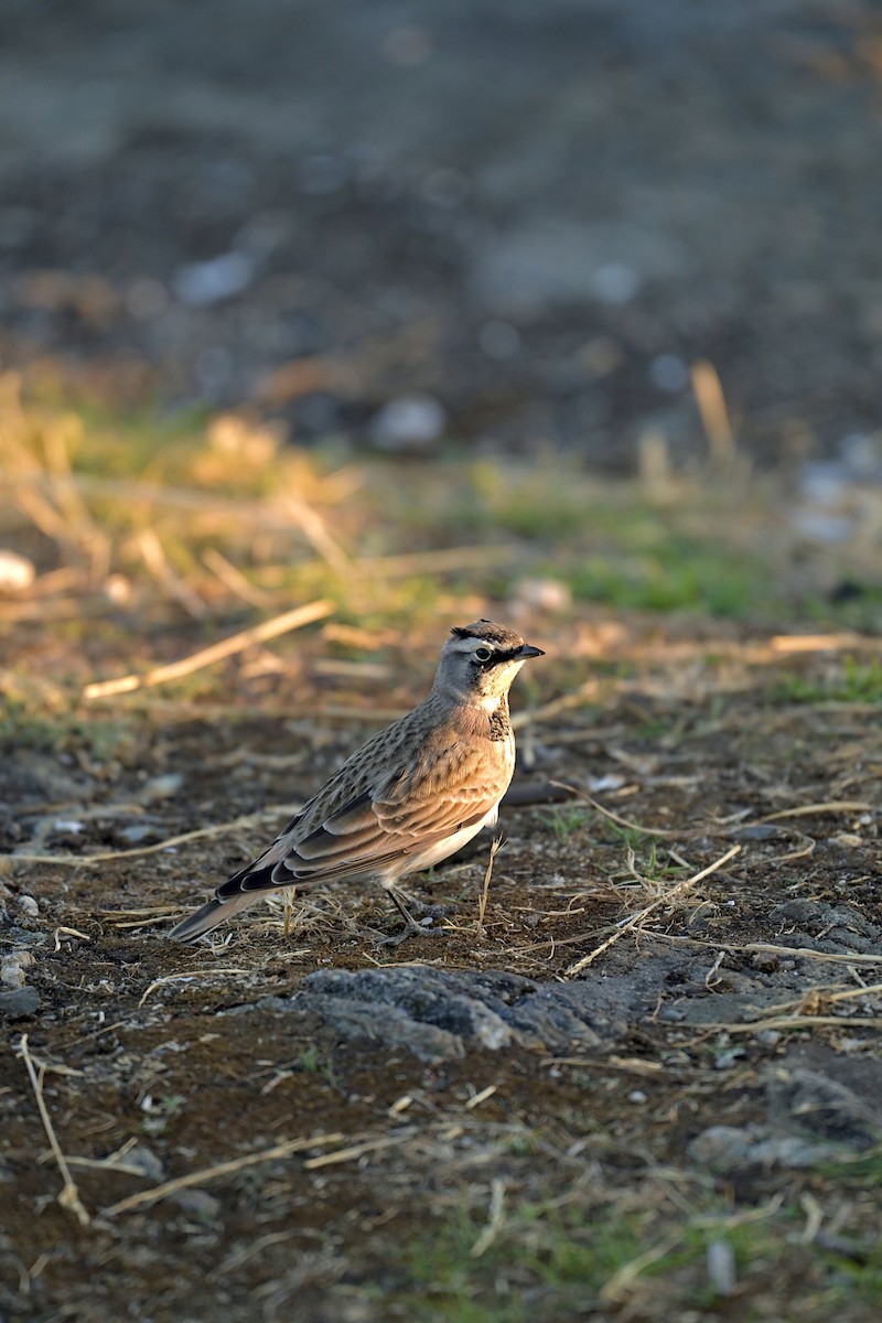 Horned Lark - ML641737447
