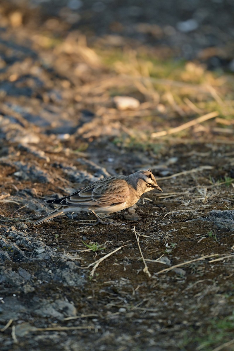 Horned Lark - ML641737448